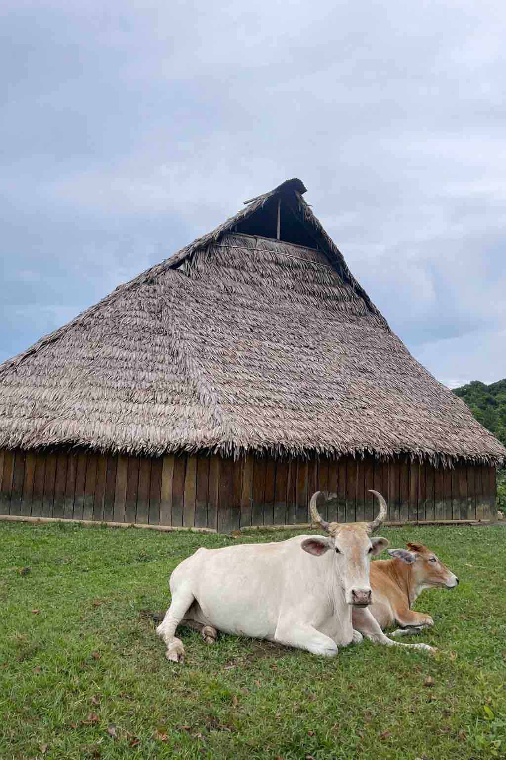 2026 05 22 Eliran Arazi Maloca andoque