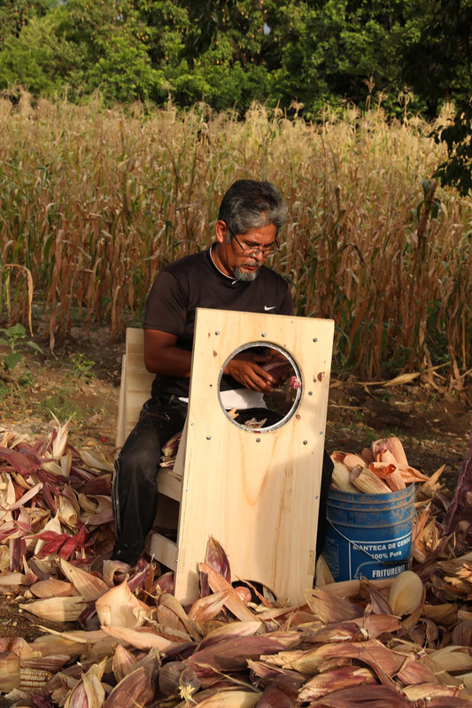 De la culture de la milpa à l’objet de design. Relier les ... Image 1